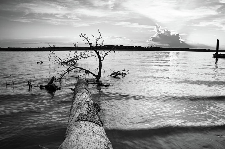 Black And White Photograph - A Fallen Tree and the Evening Sky - Lake Conroe, Texas by Ellie Teramoto