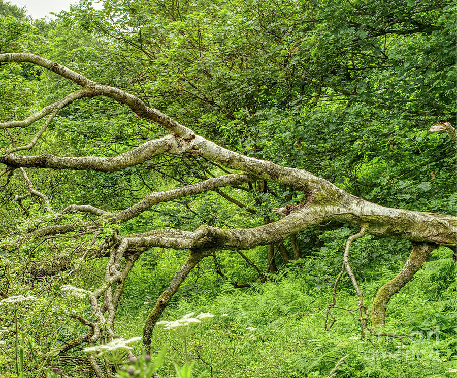 A fallen tree in Hopwood Woods Nature Reserve Manchester UK Photograph by Pics By Tony