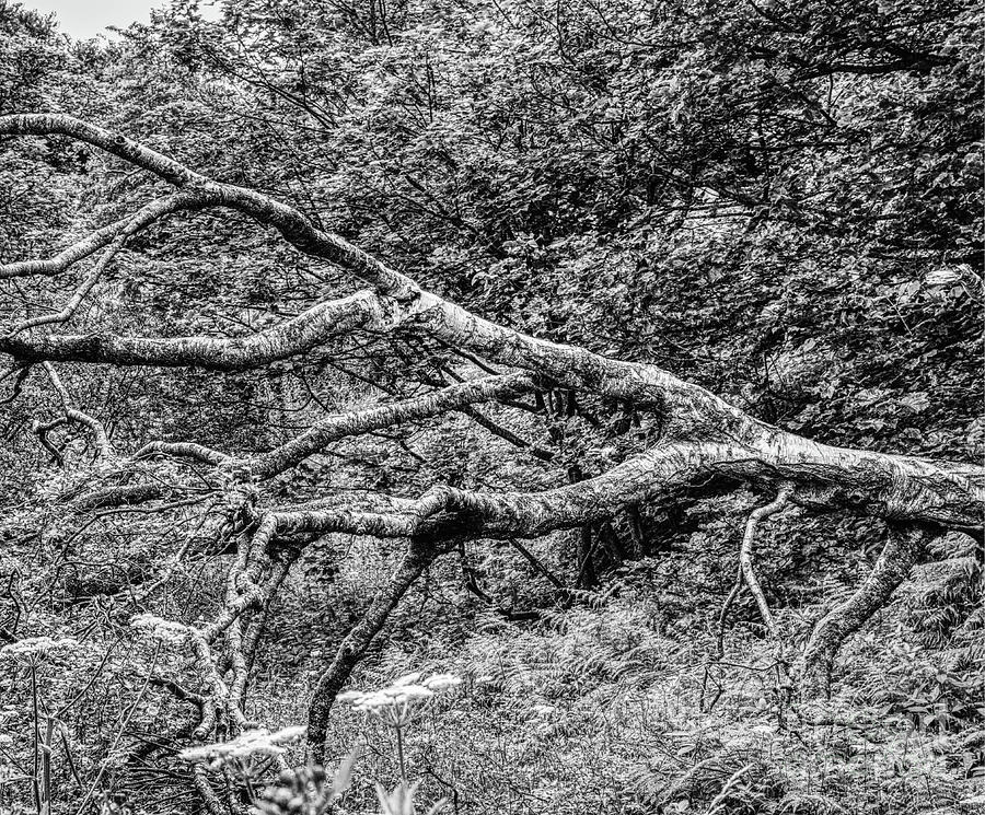 A fallen tree in Monochrome Hopwood Nature Reserve Manchester England UK Photograph by Pics By Tony