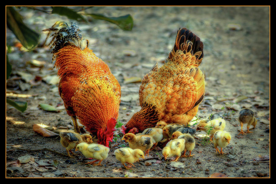 A Family of Chickens Digital Art by Cindy Collier Harris