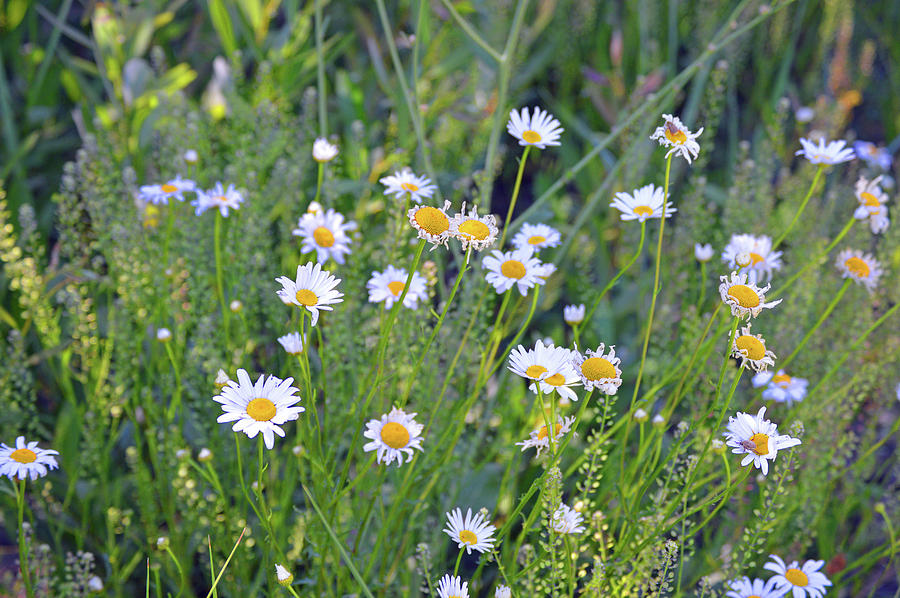 A Family Of Daisies Photograph by Eric Forster