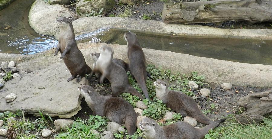 A Family Of Otters Photograph by Lynne Iddon - Fine Art America