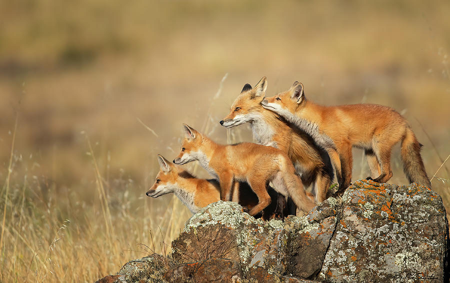 Wildlife Photograph - A Family of Red Foxes by Donald Quintana