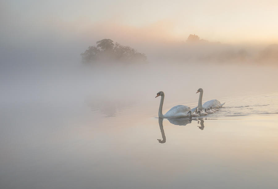 A family of Swans on a misty lake. Photograph by Alex Saberi