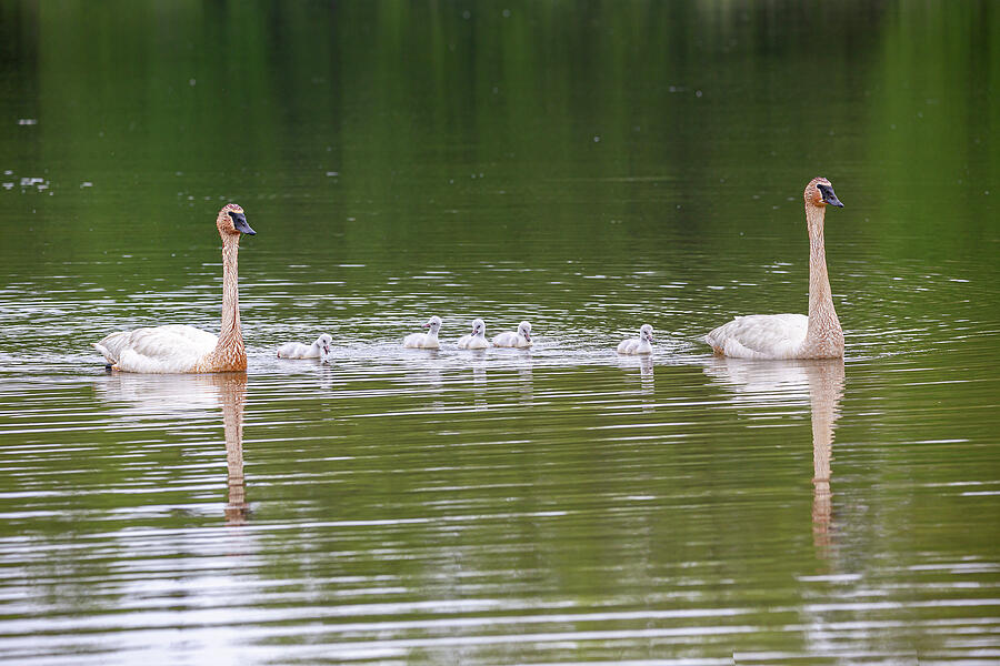 A Family Of Trumpeter Swans Photograph by Dale Kincaid