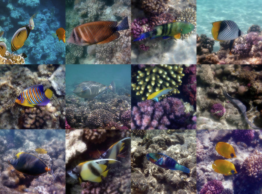 A Fantastic Red Sea Underwater Sealife Collage Photograph by Johanna Hurmerinta