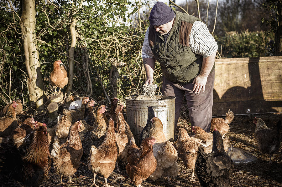 A farmer holding a feed bucket, surrounded by a flock of hungry chickens. Photograph by Mint Images