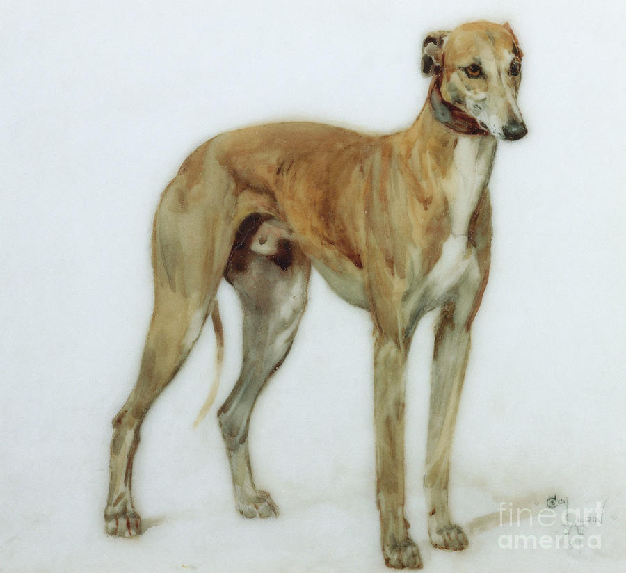A Fawn Greyhound Painting by Cecil Charles Windsor Aldin