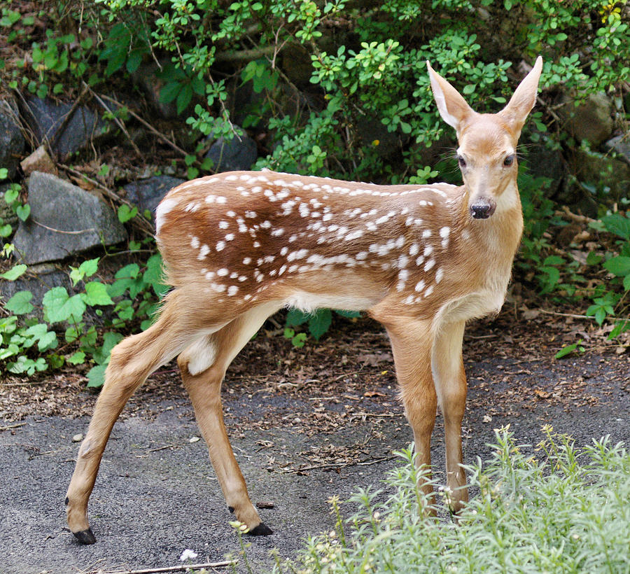 A Fawn Posing Photograph by Russel Considine