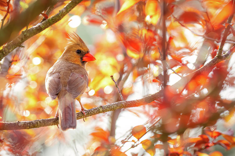 A Female Cardinal in a Spring Plum Tree Close Up Photograph by Rachel Morrison