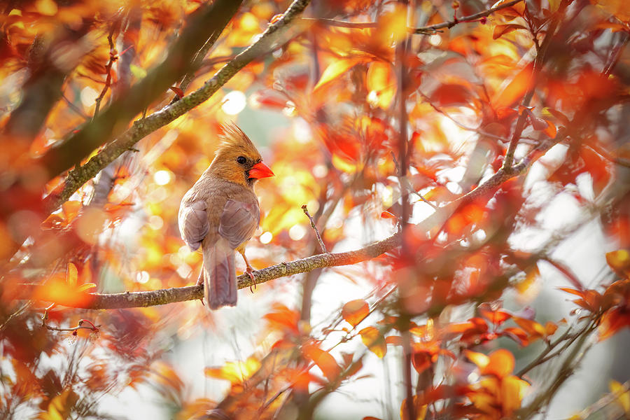 A Female Cardinal in a Spring Plum Tree  Photograph by Rachel Morrison