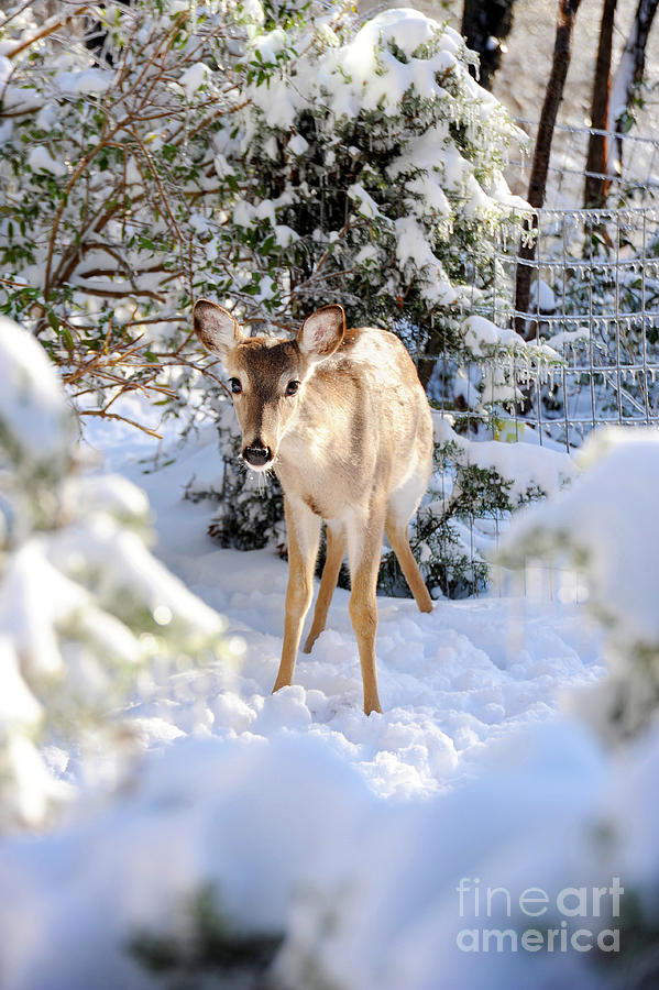 A female deer stands motionless in the snow after hearing a noise.  Photograph by Gunther Allen