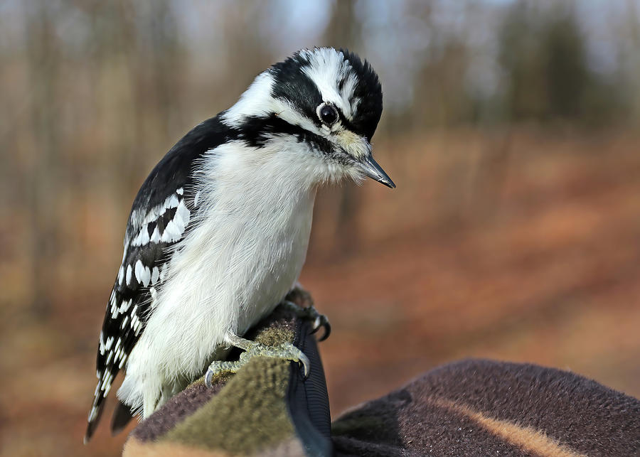 A Female Downy Woodpecker in Hand Photograph by Shixing Wen