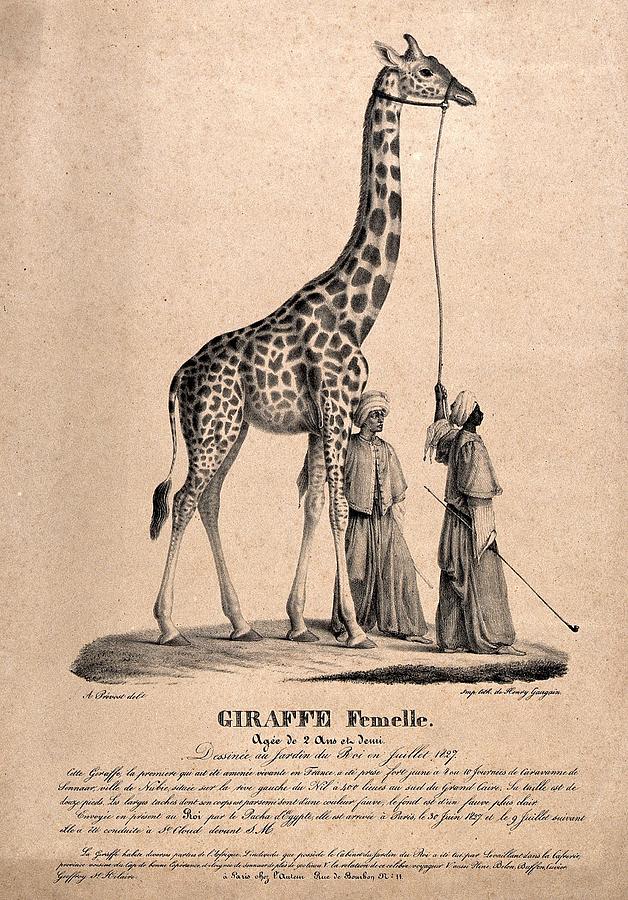 A female giraffe is led by two men in oriental dress. Lithograph after  Painting by Artistic Rifki