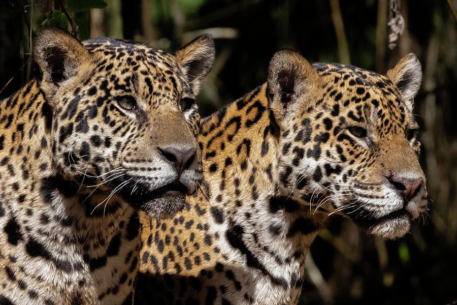 A female jaguar and its offspring Photograph by Sergio Pitamitz - Fine ...