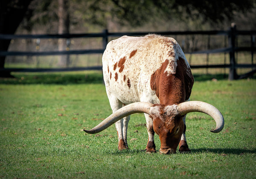 A Female Longhorn Photograph by Faith Burns - Fine Art America