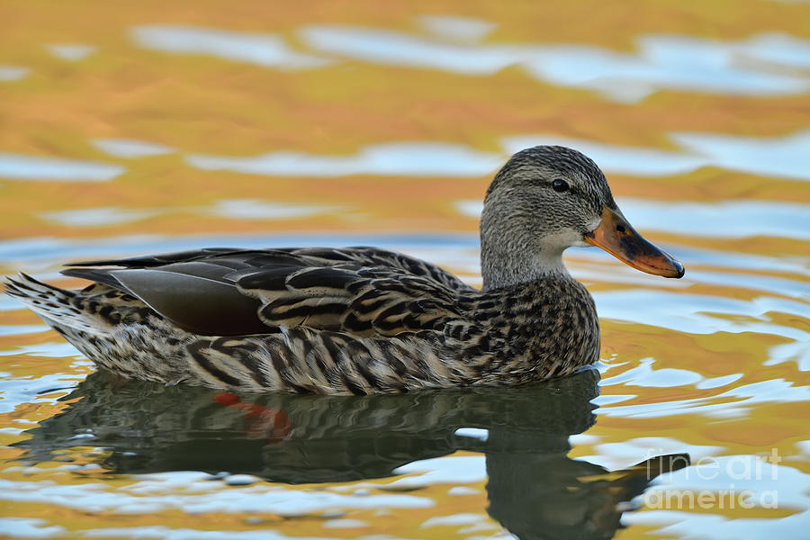 A Female Mallard Duck Photograph by Amazing Action Photo Video