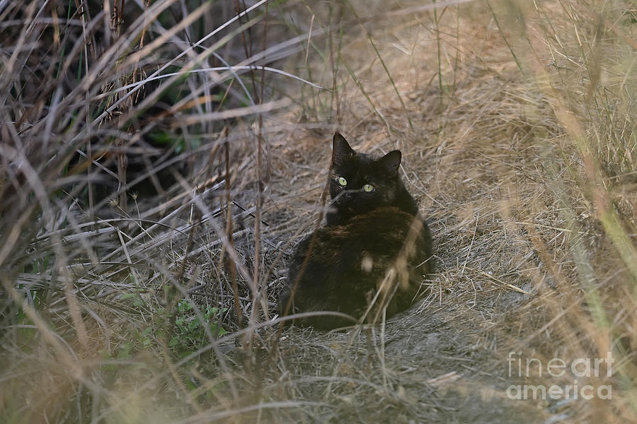 A Feral Cat Photograph by Amazing Action Photo Video