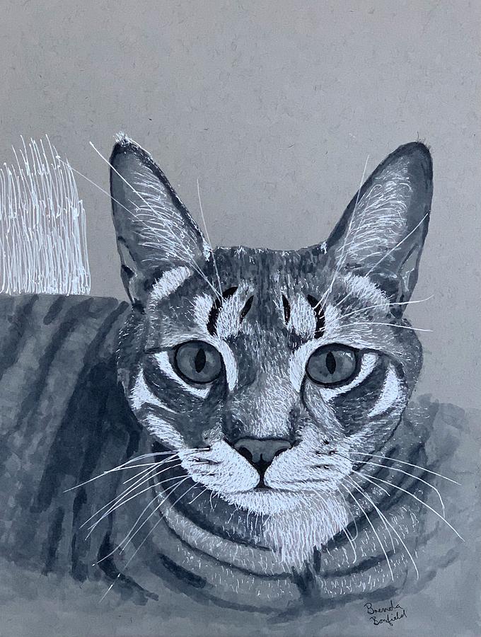 A Feral Cat Called Mano Drawing by Brenda Bonfield