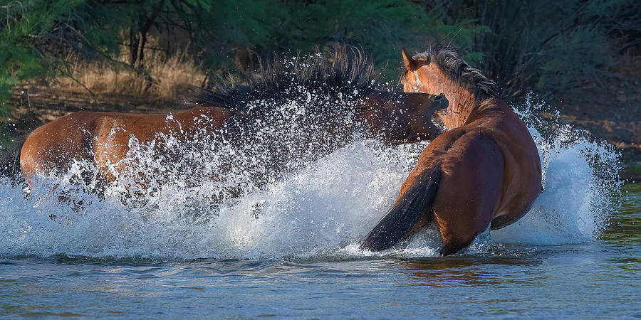 A Ferocious Charge. Photograph by Paul Martin