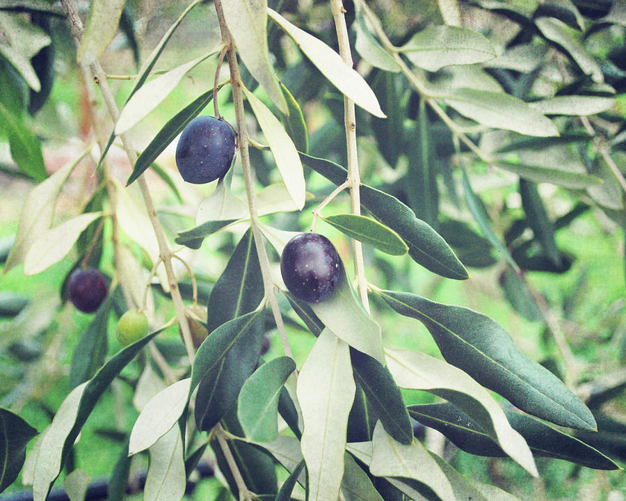 A Few Olives Photograph by Lupen Grainne