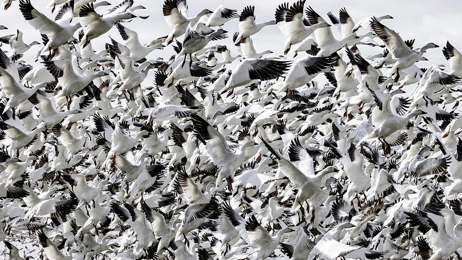 A Few Snow Geese Photograph by Wes and Dotty Weber