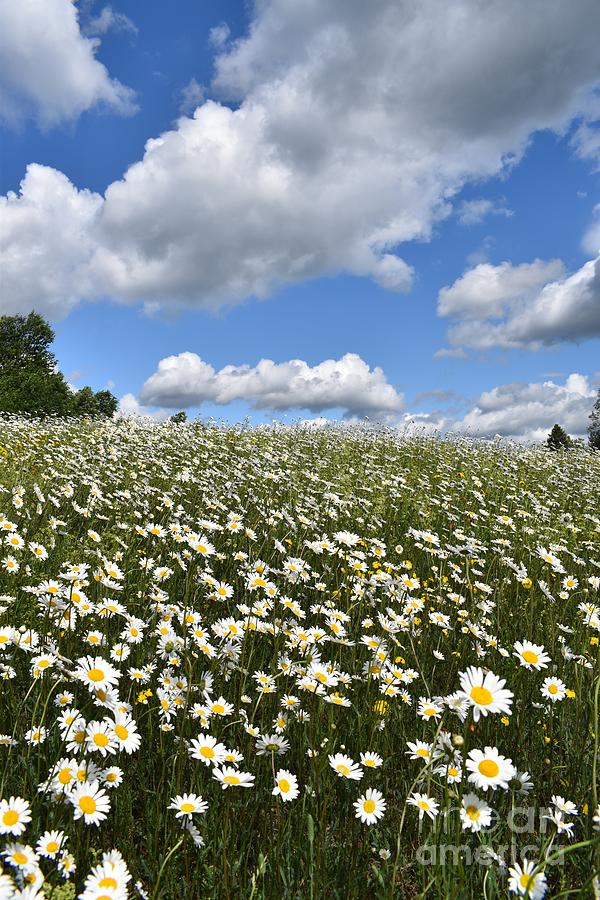 A field of daisies under a blue sky Pyrography by Claude Laprise - Fine ...