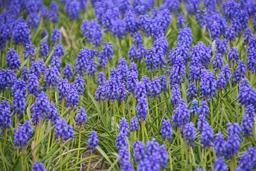 A field of grape hyacinths, Muscari Photograph by Frans Sellies