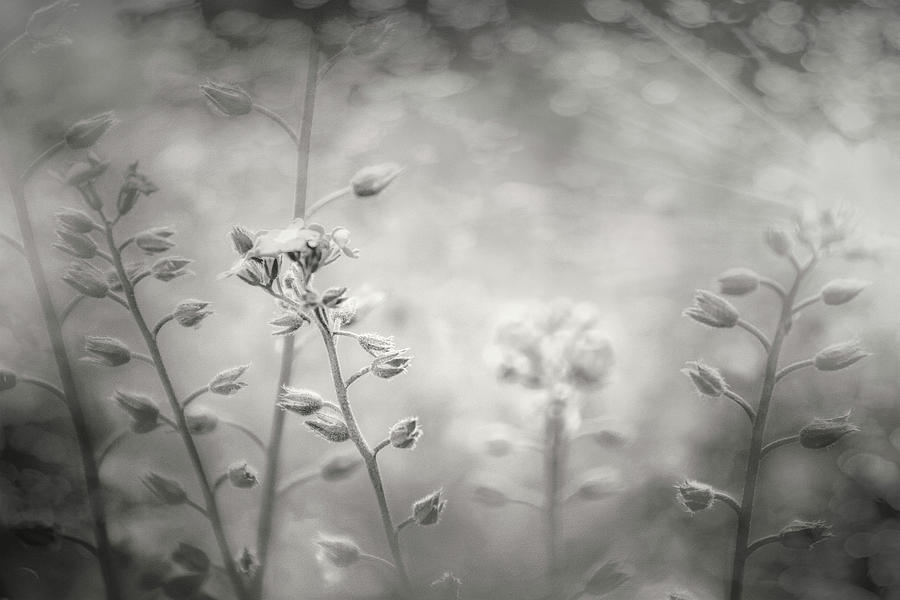 A Field of Pastel Wildflowers Black and White  Photograph by Carol Japp