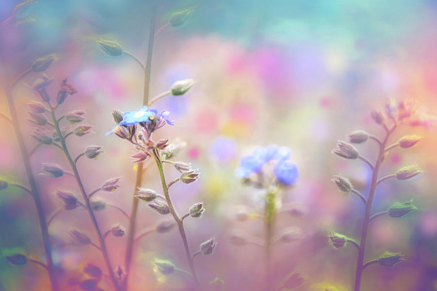 Nature Photograph - A Field of Pastel Wildflowers  by Carol Japp