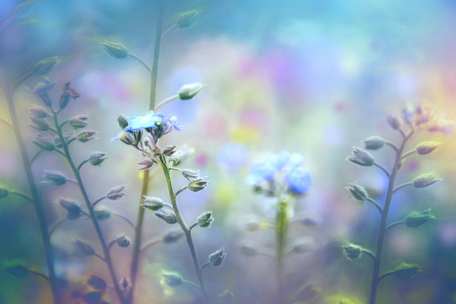 A Field of Pastel Wildflowers Shades of Blue Photograph by Carol Japp