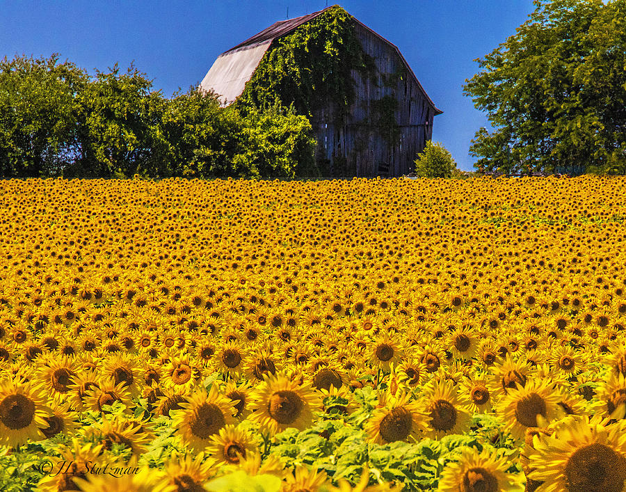 A Field of Sun Photograph by Jerry Stutzman - Fine Art America