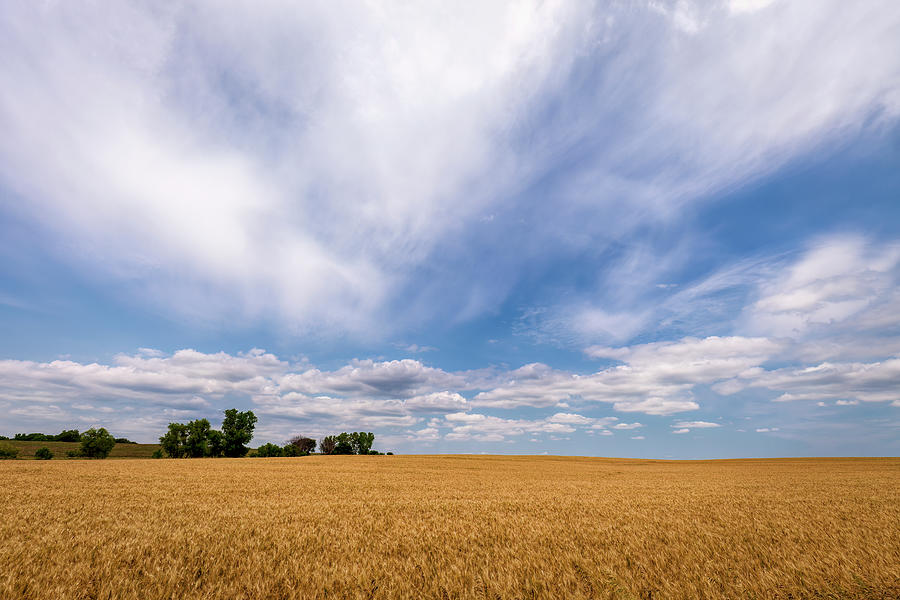 A Field of Wheat Photograph by Scott Bean