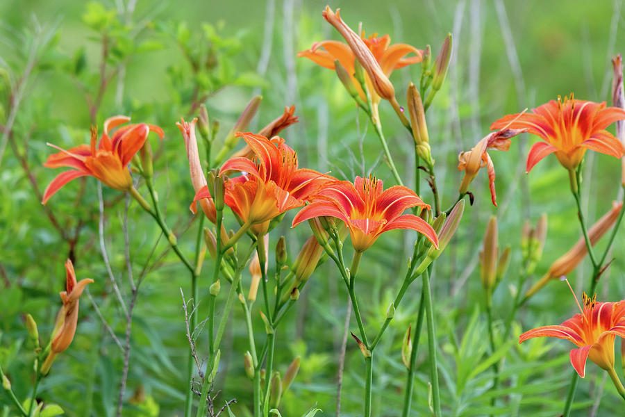 A Field of Wild Daylily  Photograph by Rose Guinther