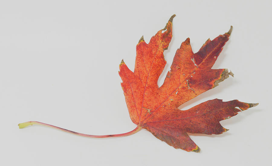 A fiery maple leaf  Photograph by Jennifer Wallace