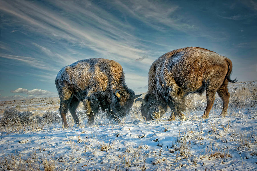 A Fight Between Two American Bison During a Snowstorm  Photograph by Lena Owens - OLena Art Vibrant Palette Knife and Graphic Design