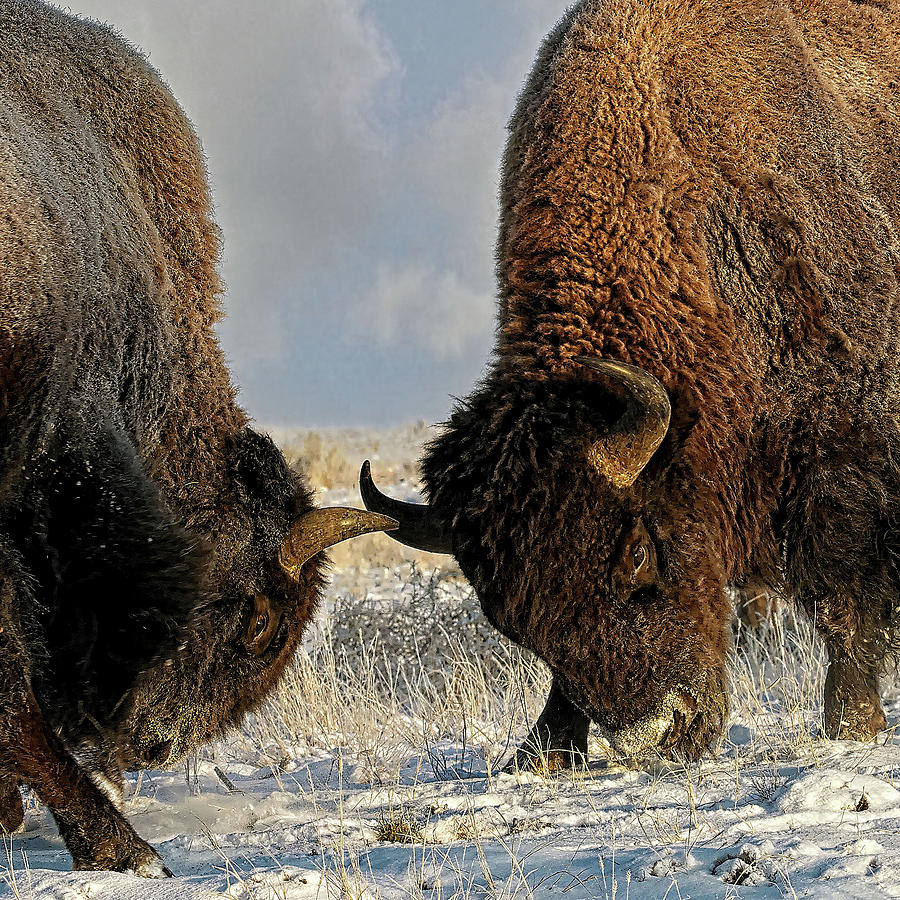  A fight Between Two Bison, American Buffalo in a Snow Fiel Painting by OLena Art
