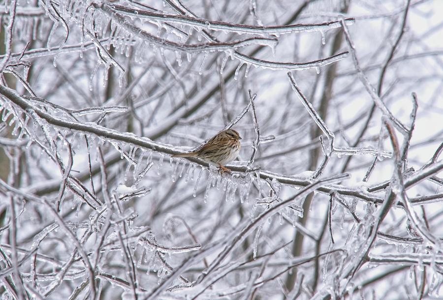 A Finch Scanning The Frozen World Photograph