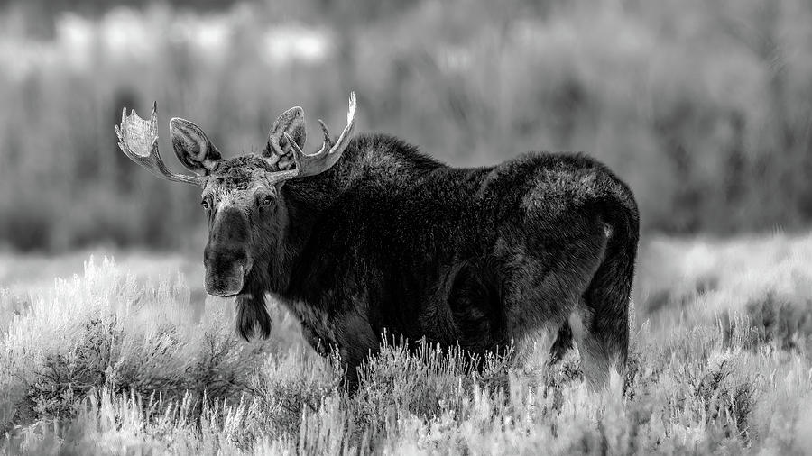 A Fine Looking Fellow, Grand Tetons Moose Photograph by Marcy Wielfaert