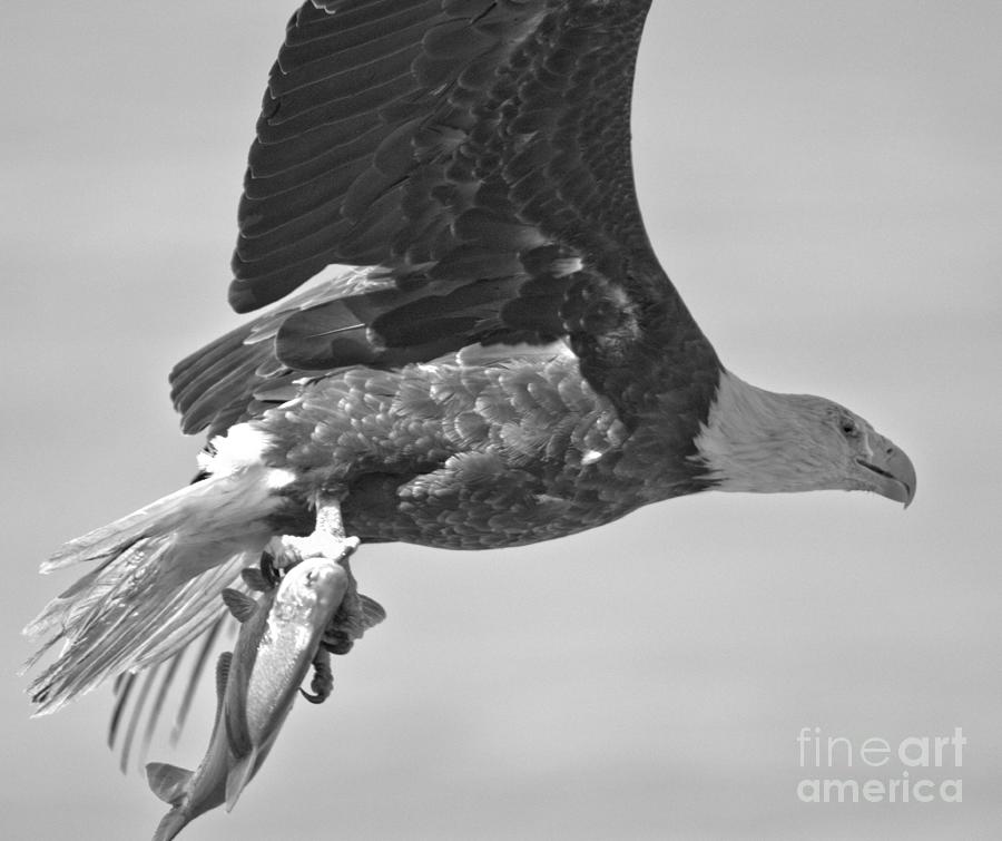 A Fish In The Talons Black And White Photograph by Adam Jewell