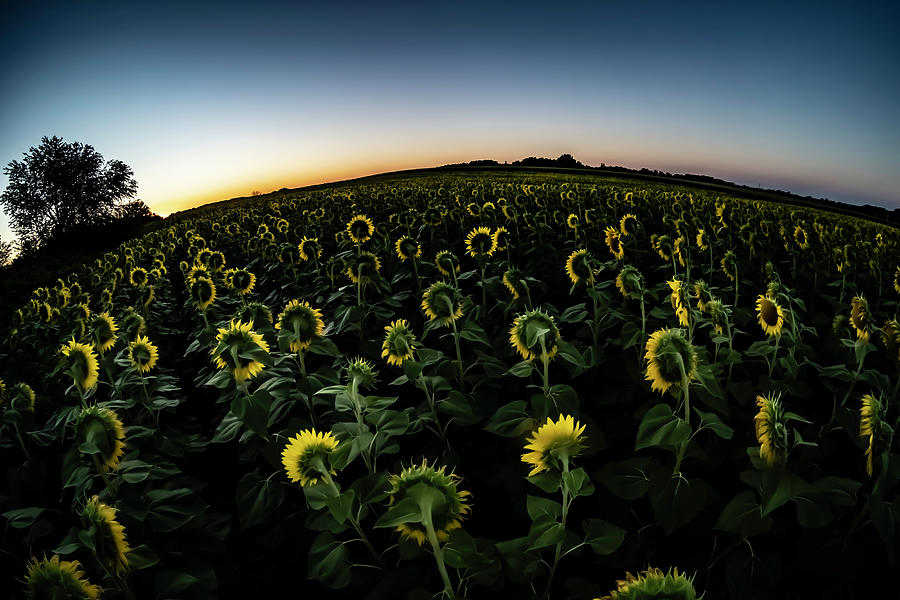 A fisheye view of big field of sun flowers in Illinois Photograph by Sven Brogren