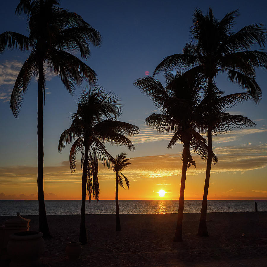 A Five Palm Sunrise... Photograph by David Choate - Fine Art America