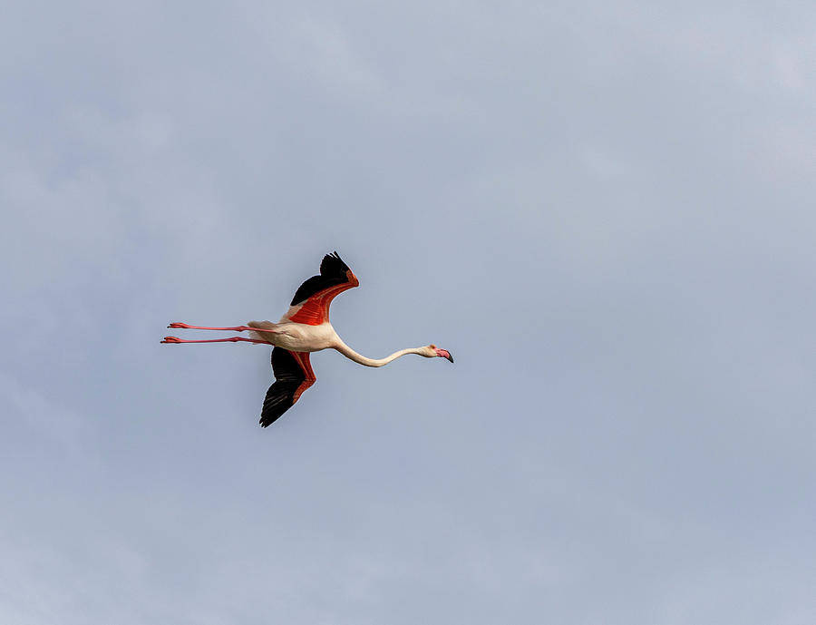 A flamingo in flight Photograph by Pietro Ebner