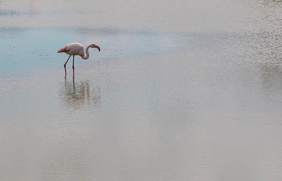 A flamingo on a lake Photograph by Pietro Ebner