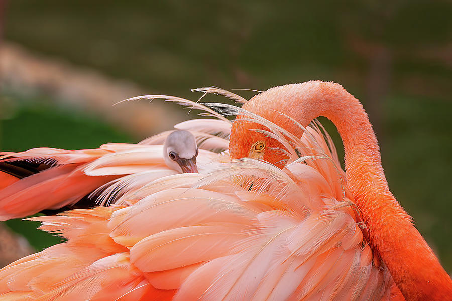 A Flamingos Journey into the World Photograph by Steve Rich