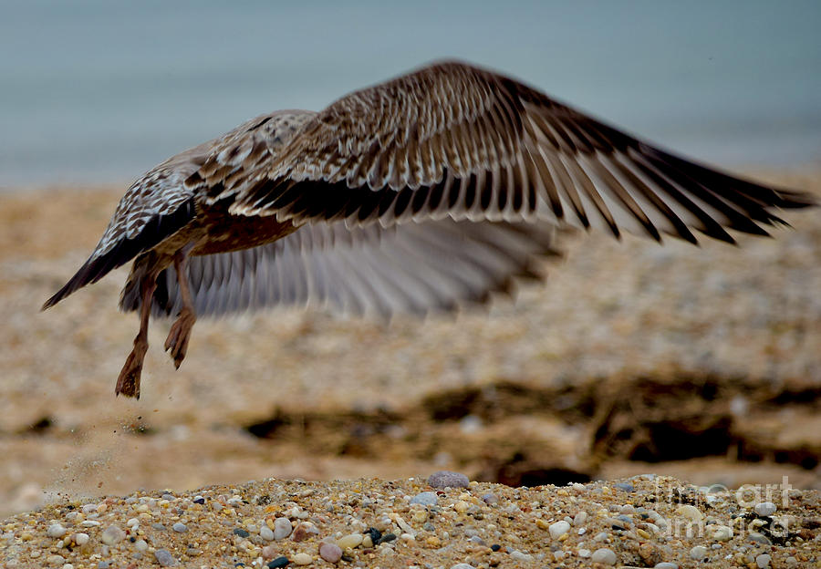 A Fledglings Wings Photograph by Debra Banks