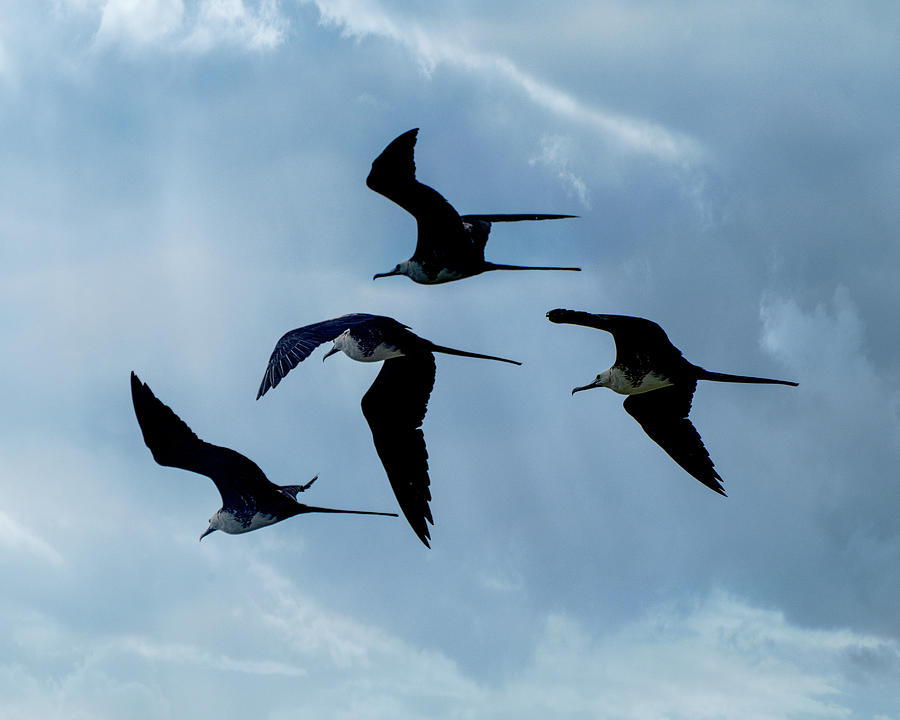 A Flight Of Frigate Birds Photograph by Chris Lord