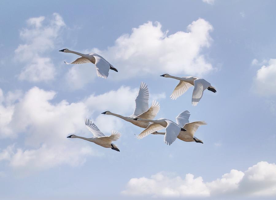 A Flight of Swans Photograph by Lynn Hopwood