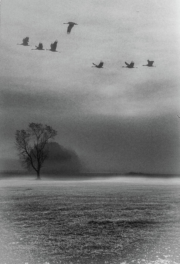 A Flock at Cades Cove Photograph by James C Richardson