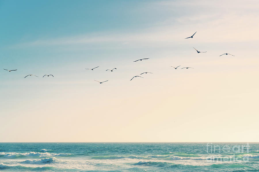 A flock of birds flying over the Pacific Ocean Photograph by Hanna Tor